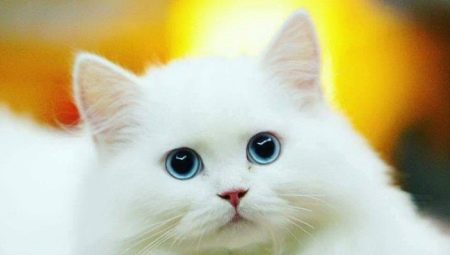 White cats: description and popular breeds