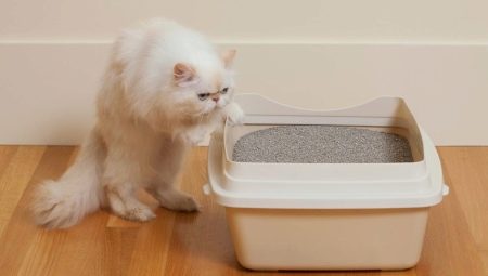 Bentonite cat litter: pros, cons and choice