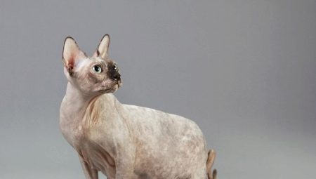 Pregnant cats sphinxes: characteristics, timing, care