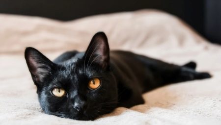 Bombay cats: characteristics, choice, rules of care