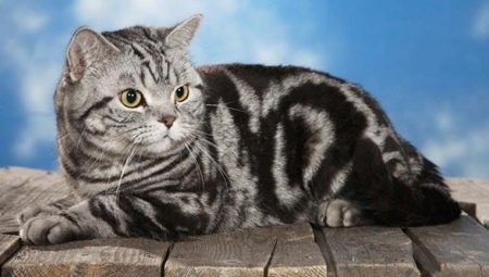 British tabby cats: varieties and contents