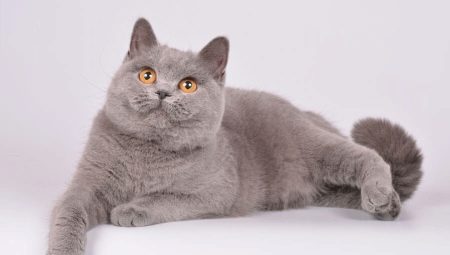 British lilac cats and cats: description and list of nicknames