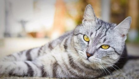 British tabby cats: what they look like, how to contain and name?