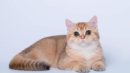 British Golden Cats: Color Features and Description of the Breed