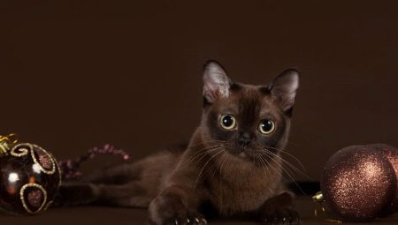 Burmese cat character