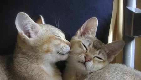 Burmilla: característiques del gat, condicions de manteniment i cria