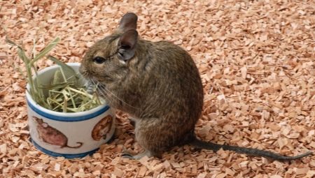 How to feed degu?