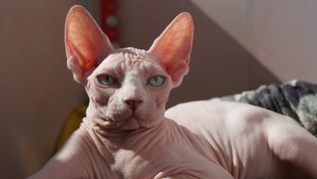 How to feed the sphinx?