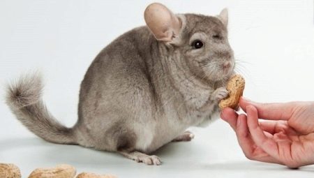How to feed chinchillas?