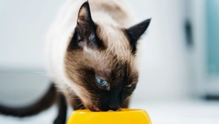 How to feed Siamese cats?