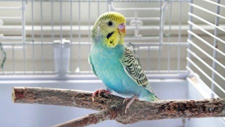 How to feed a budgie?