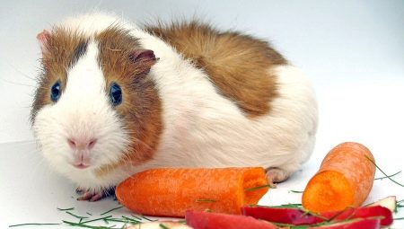 How can I feed a guinea pig?