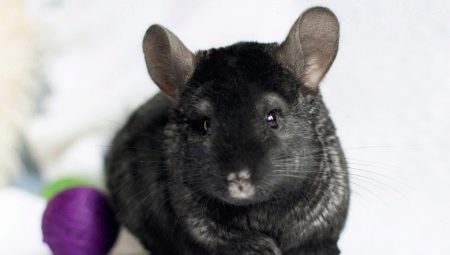 Black chinchillas: what breeds are there and what are their features?