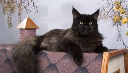 Black Maine Coon: types and subtleties of care