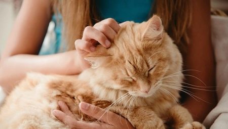 What can I give a cat?