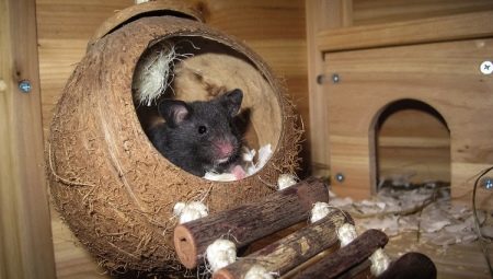 House for the rat: how to choose and do it yourself?