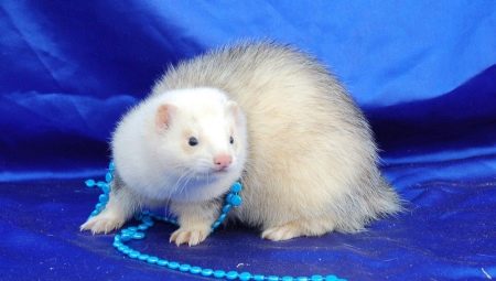 Domestic ferrets: characteristics, features of keeping and breeding