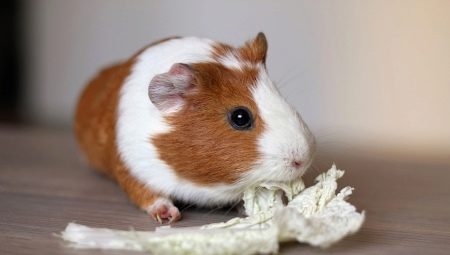 Guinea pig house: types and selection rules