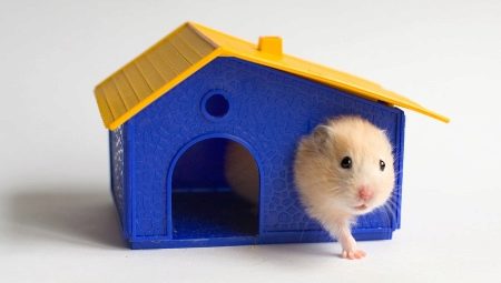 Hamster houses: features, varieties, selection and installation