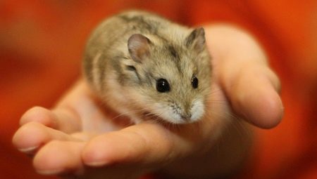Dzungarian hamster: description, feeding and care tips