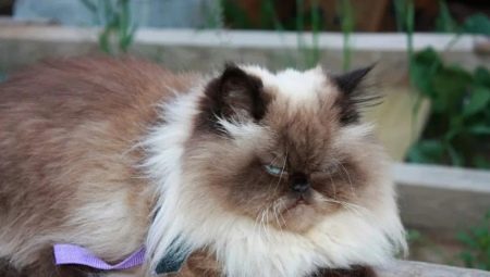 Himalayan cats: characteristics, varieties, choice and rules of care