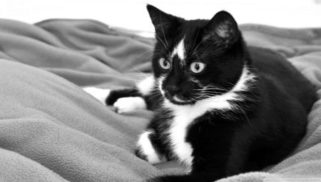 Names for cats and cats in black and white.