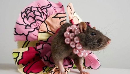 Mená pre dievčatá z potkanov