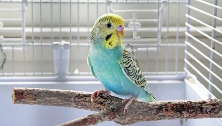Budgerigar names