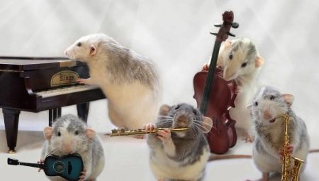 Come addestrare i ratti?