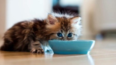 How and how to feed a cat?