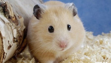 How to determine the gender of a hamster?