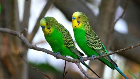 How to determine the age of the budgerigar?