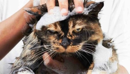 How to wash a cat if it is afraid of water and scratched?
