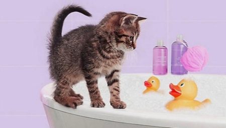How to bathe a kitten for the first time and at what age can you start?