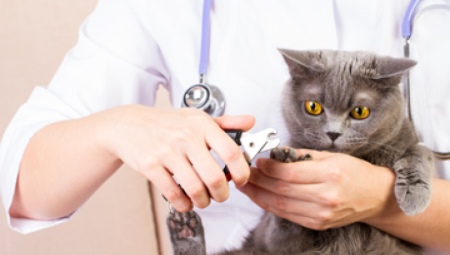 How to cut the claws of a cat and cat with a nail clipper?