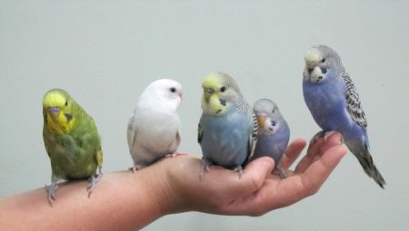 How to tame budgerigar?