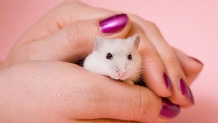 How to teach a hamster to hand?