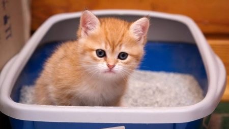How to train a kitten to a tray?