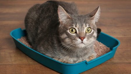 How to train an adult cat in a tray?
