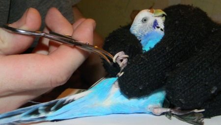 How to cut the claws of a budgie?