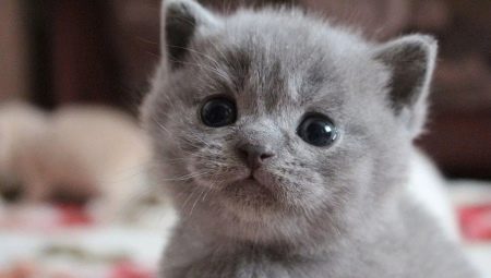 How to care for a british kitten and adult cat?