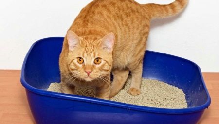 How to choose a clumping cat litter?