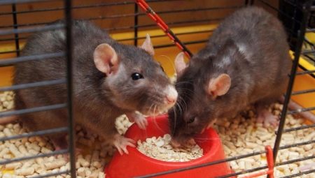 How to choose food for decorative rats?