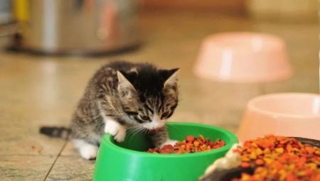 How to choose food for kittens up to a year old?