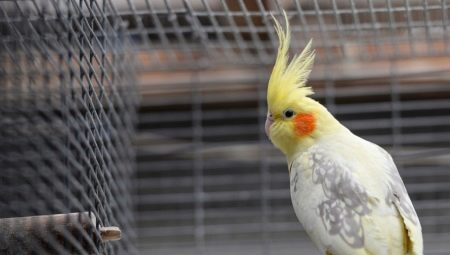 Corella cages: construction, arrangement, installation and care