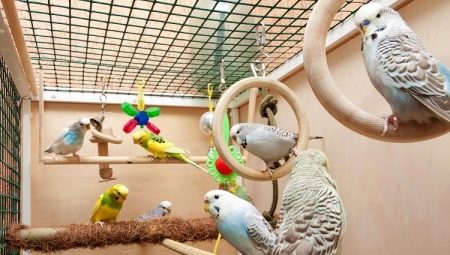 Cages for budgies: selection, arrangement, installation and care