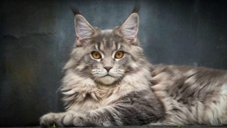 Names for Maine Coons: what to call a boy?