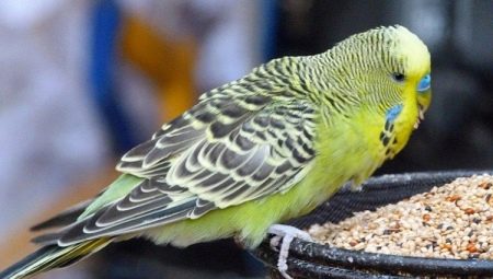 Budgie food