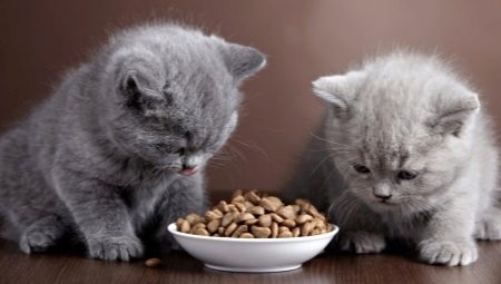 Food for kittens and cats with sensitive digestion