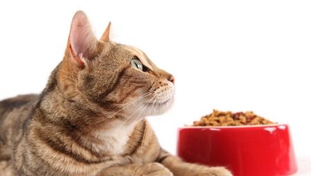 Holistic-class feed for cats: producer ratings and selection rules